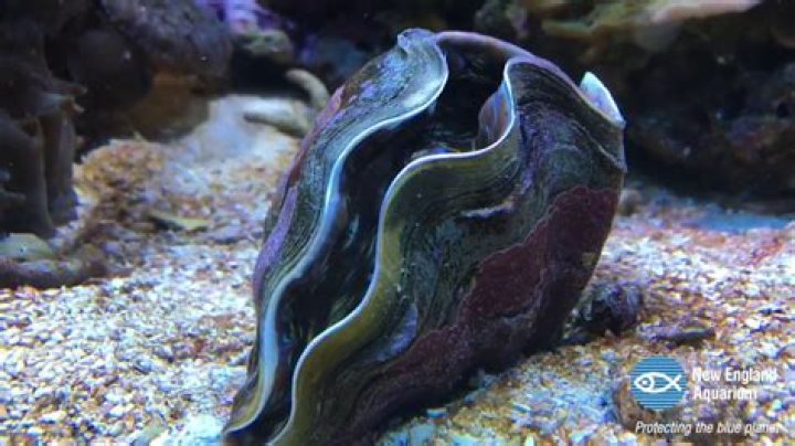 How do you open a giant clam?
