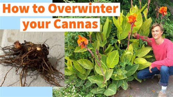 How do you overwinter Crocosmia