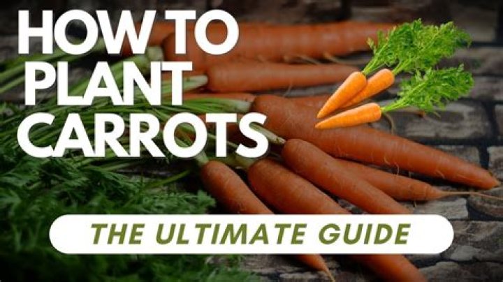 How do you plant Amarillo carrots