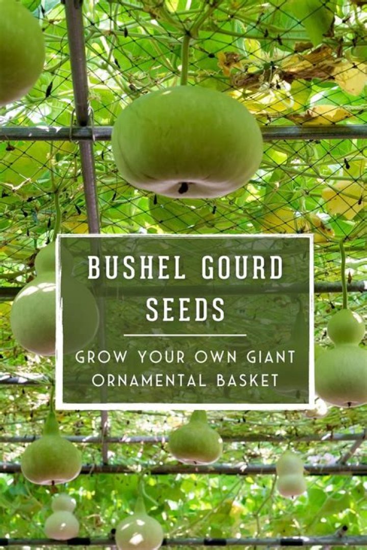 How do you plant bushel basket gourds