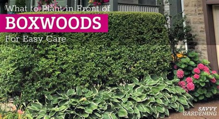 How do you plant dwarf boxwoods