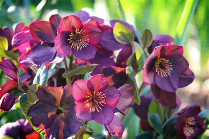 How do you plant hellebores