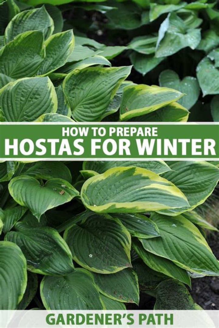 How do you prepare hostas to eat?
