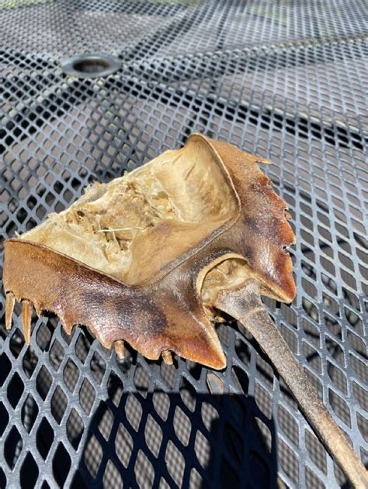 How do you preserve a horseshoe crab shell?