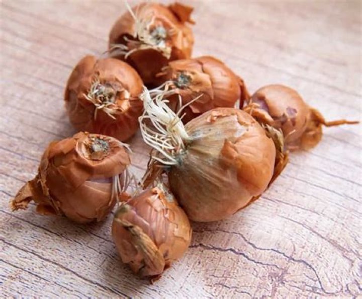 How do you prevent onion flies?
