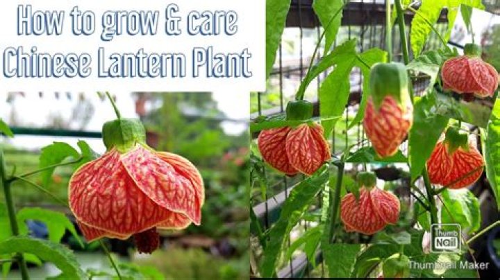 How do you propagate Chinese lanterns