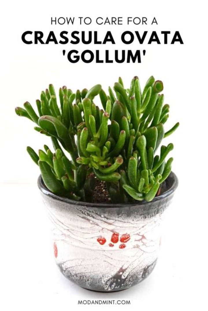 How do you propagate Crassula ovata Gollum