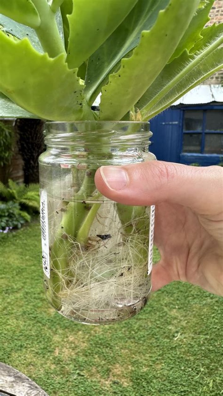 How do you propagate sedum burritos