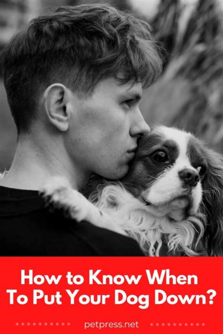 How do you properly put down a dog