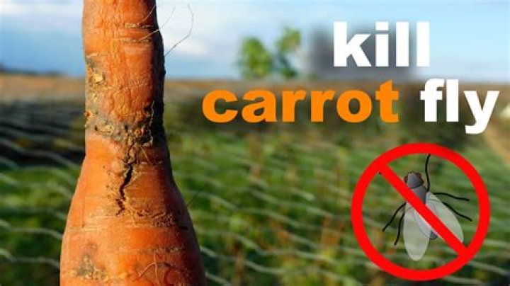 How do you protect carrots from carrot flies