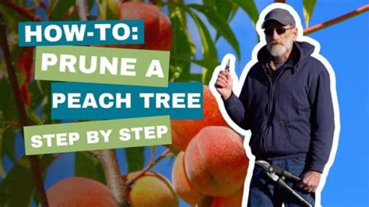 How do you prune a grapefruit tree in Arizona?
