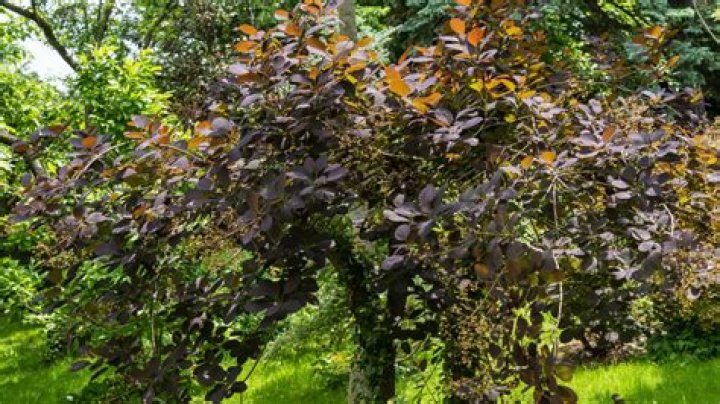 How do you prune Cotinus coggygria?