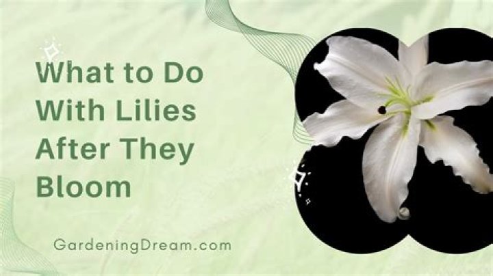 How do you prune lilies after they bloom?