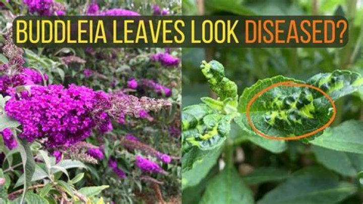 How do you revive Buddleia