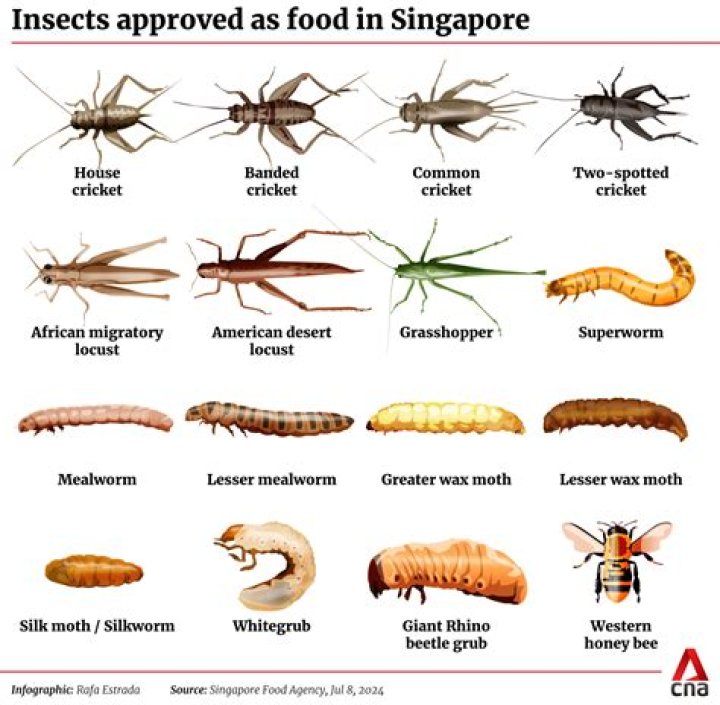 How do you start eating insects?