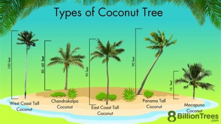 How do you stop coconuts from falling?