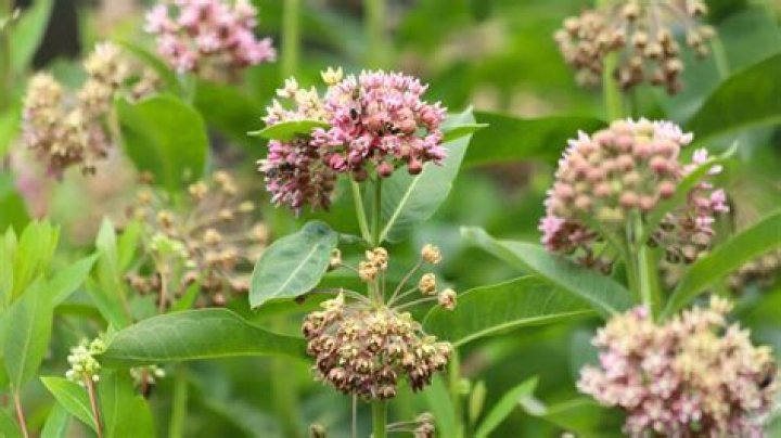 How do you stop common milkweed from spreading
