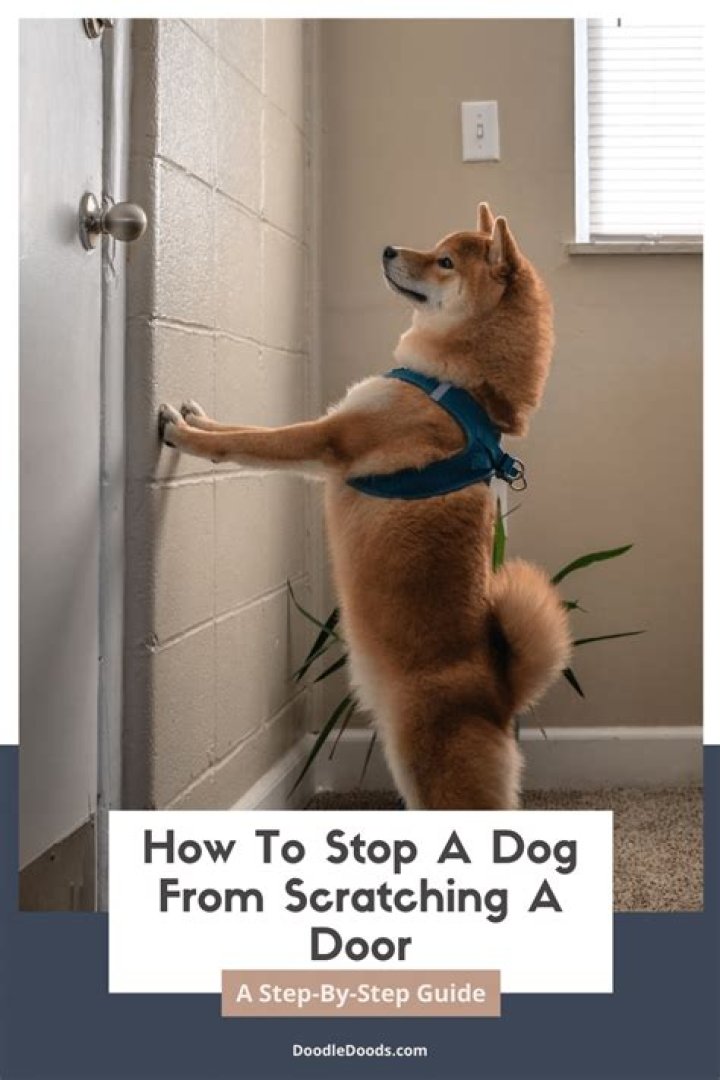 How do you stop dogs from scratching on doors?