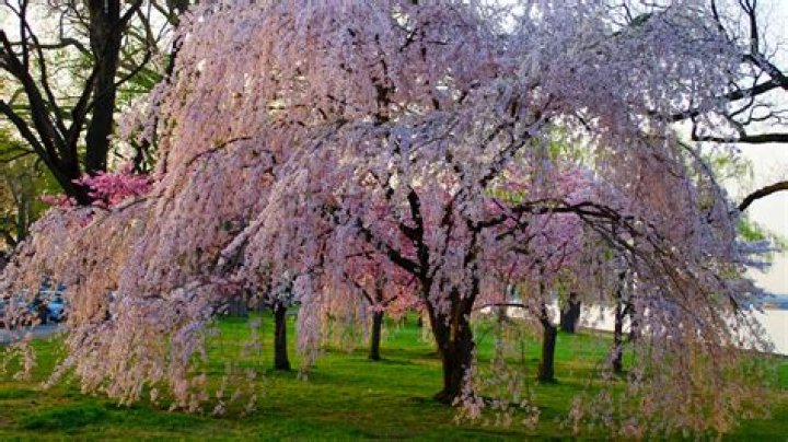 How do you take care of a dwarf weeping cherry tree?