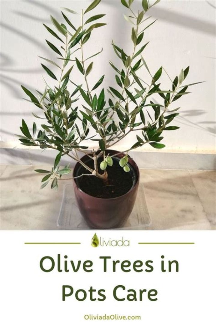 How do you take care of a small olive tree