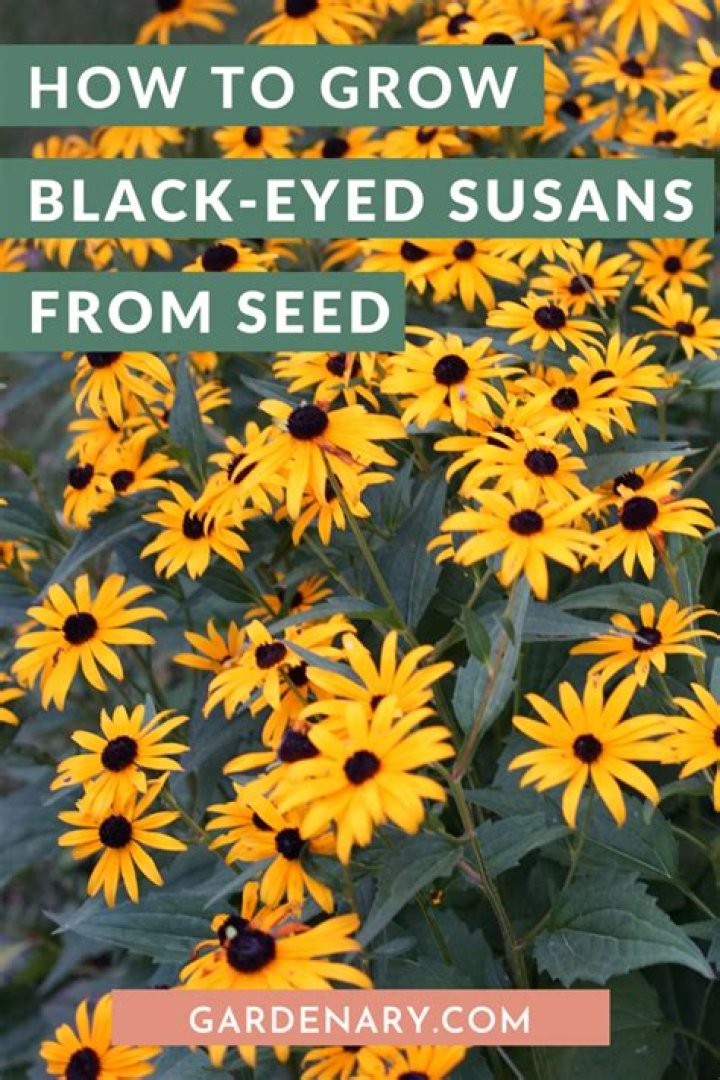 How do you take care of Black Eyed Susans in the winter