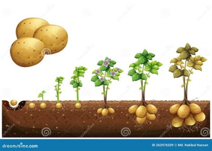 How do you take current from a potato?
