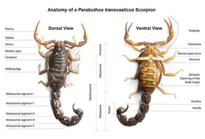 How do you trap and kill a scorpion?