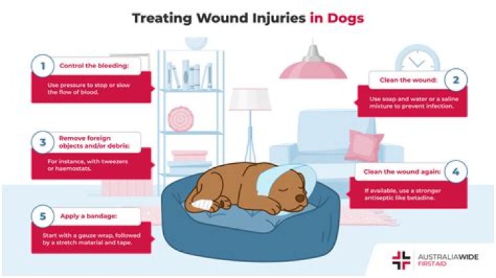 How do you treat a deep open wound on a dog?