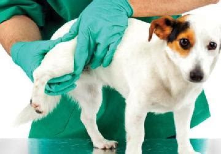 How do you treat a dislocated hip in a dog?