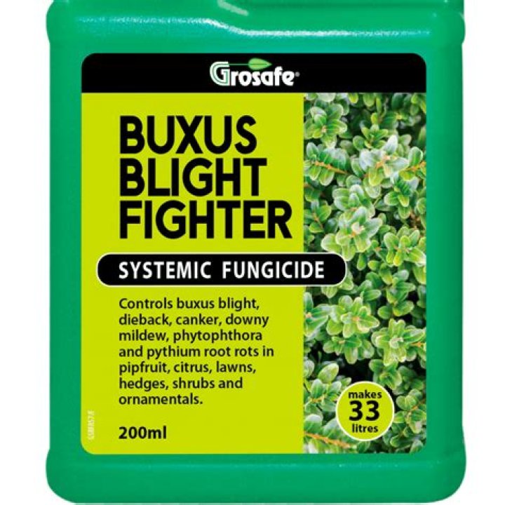 How do you treat Buxus blight