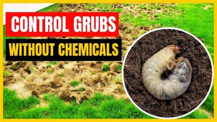 How do you treat cattle grubs