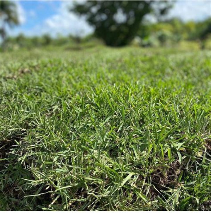 How do you treat new St Augustine sod?