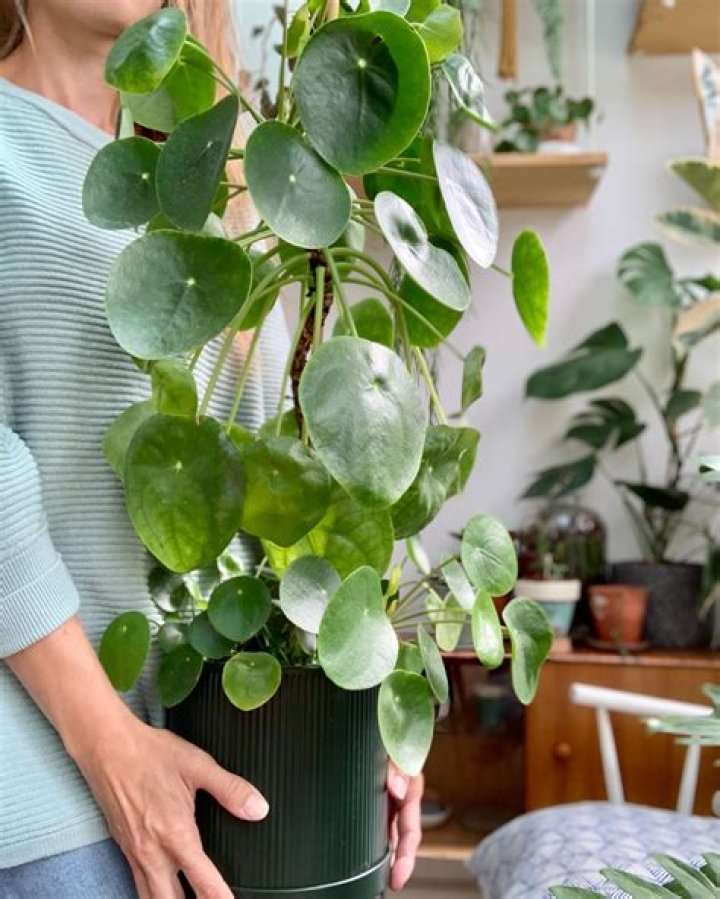 How do you treat pilea Peperomioides