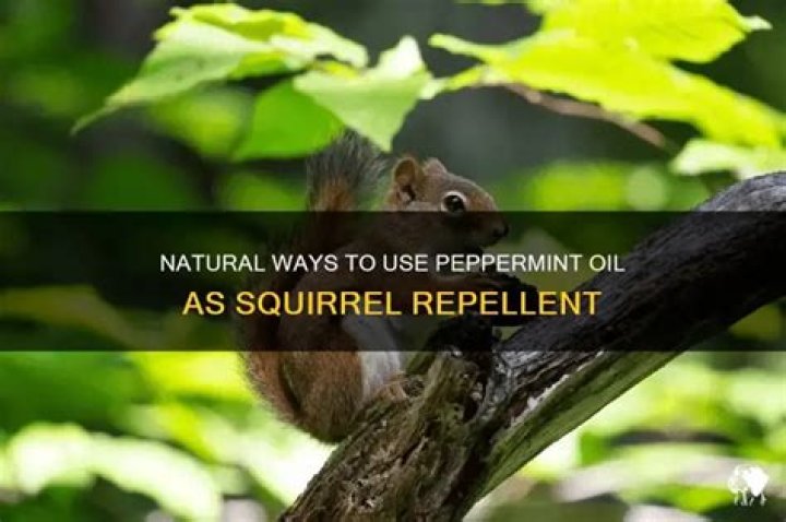 How do you use peppermint oil to keep squirrels away?