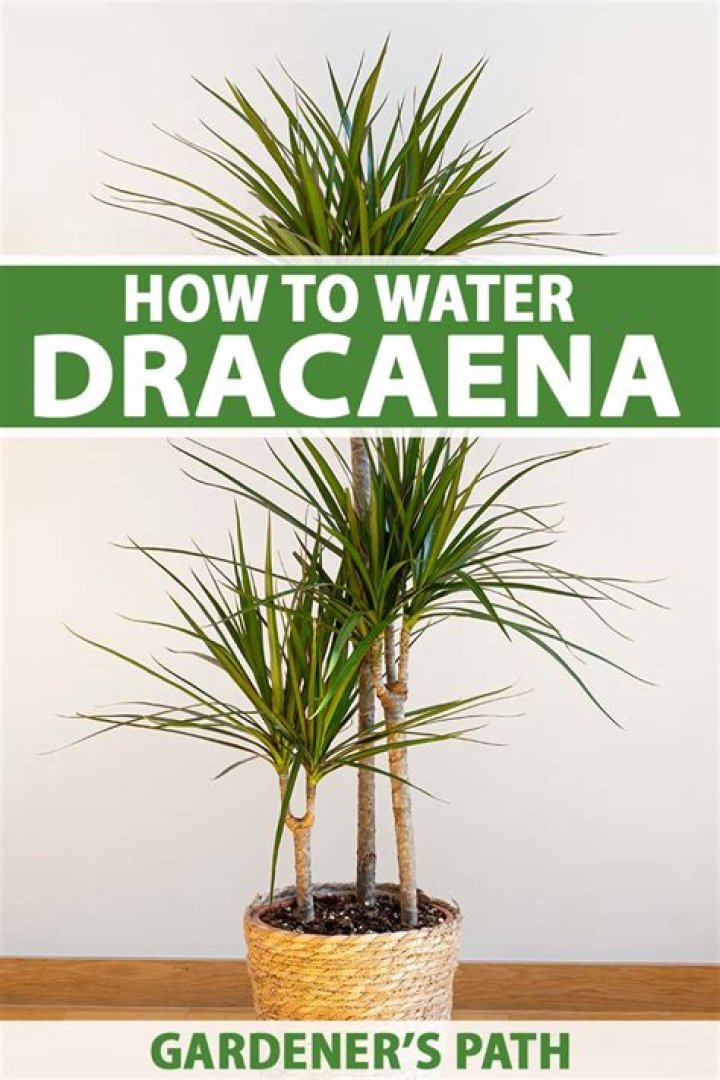 How do you water a dracaena