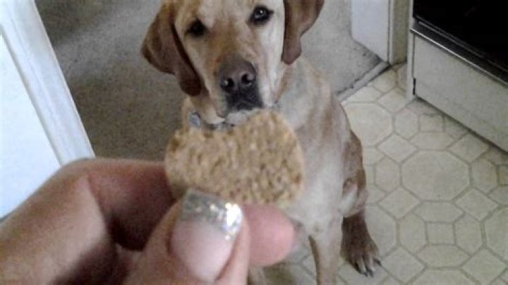 How does a Doggie Dooley work?