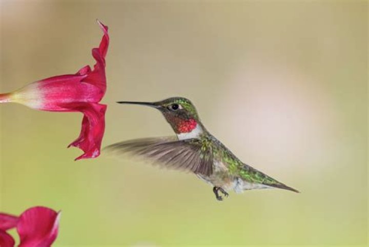 How does a hummingbird make sound