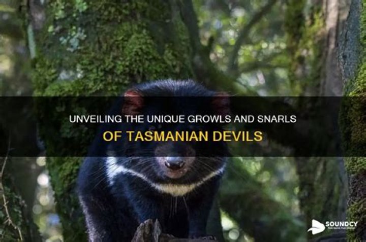 How does a Tasmanian Devil sound