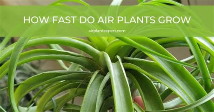 How does air help plants grow