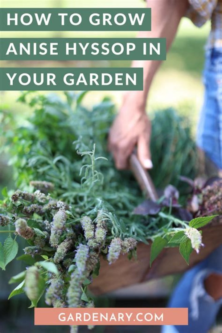 How does anise hyssop spread