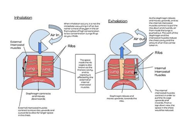 How does carbon dioxide affect breathing