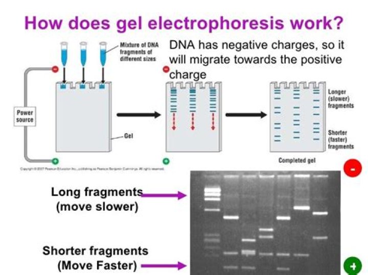How does DNA move in gel electrophoresis