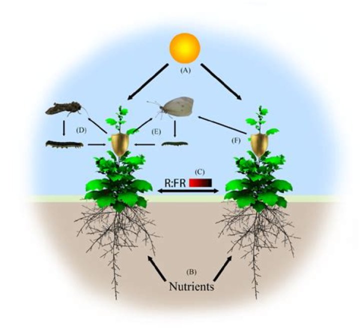 How does EC affect plant growth?