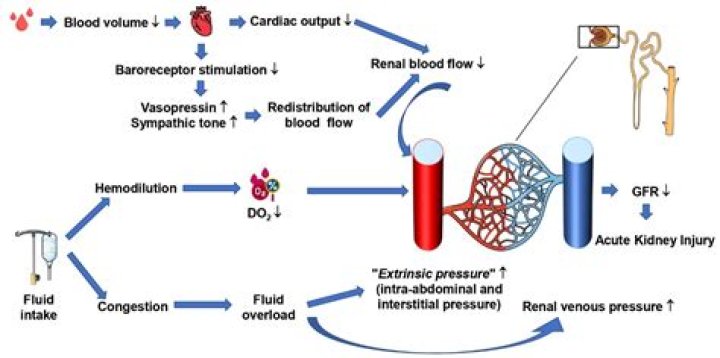 How does hypovolemia affect blood pressure