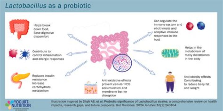 How does Lactobacillus bulgaricus reproduce?