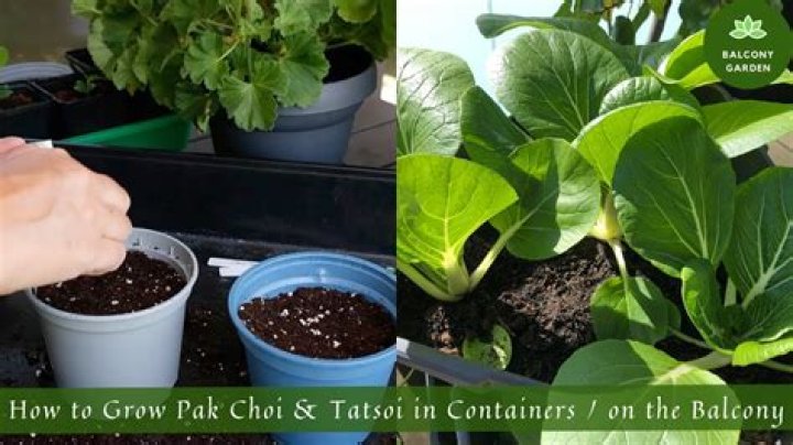 How does pak choi grow
