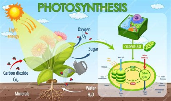 How does photosynthesis work simple?
