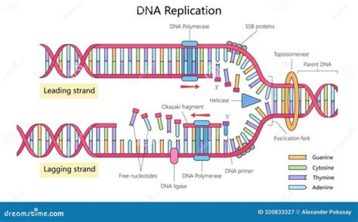 How does replication of DNA occur