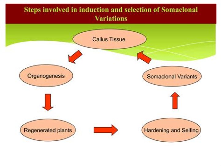 How does somaclonal variation occur