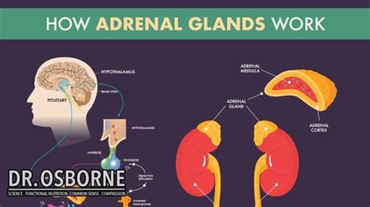How does the adrenal gland work